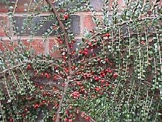 Cotoneaster horizontalis