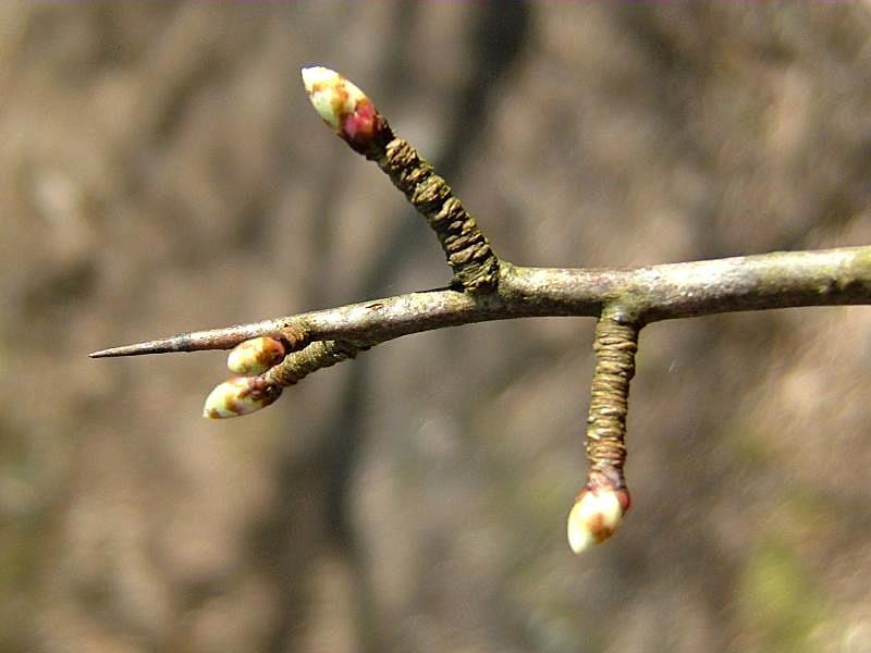 Crataegus monogyna Stevige