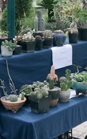 de stand van Succulenta op de exotische