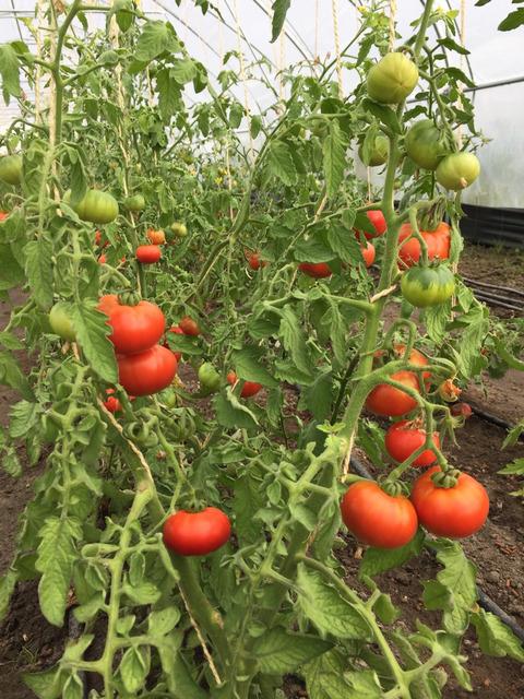 Zilte RAF Tomaat Solanum lycopersicum 'RAF' Zo smaakvol proef je ze niet vaak!