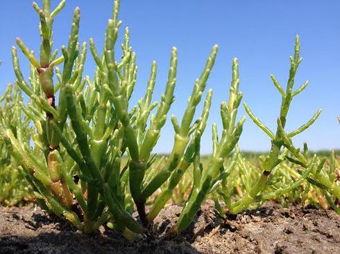 Zeekraal Salicornia Waar groeit een plant die van zout houdt zoals zeekraal nou beter dan op het Wad?