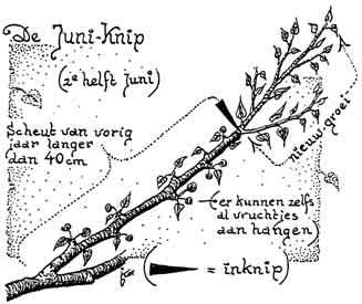 Fig. 1.24 De juniknip is een late wintersnoei. Zomersnoei Zomersnoei pas je toe om de groei te remmen.