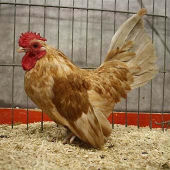 Nederland het kleinste kipje te maken, met andere eigenschappen dan de Serama.