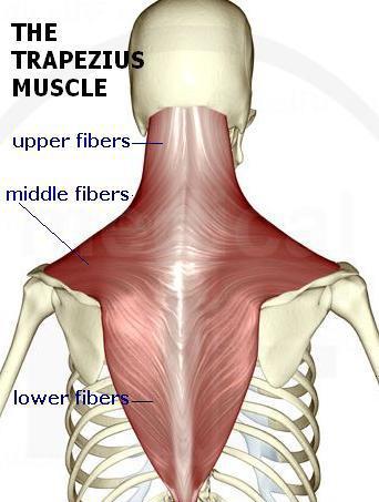 Dit mag je ook letterlijk zo doen. Spieren rondom het schouderblad Trapezius spier Deze spier loopt vanaf de binnenkant van je schouderblad naar je wervelkolom.