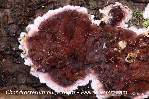 Veel opvallender dan de witte vlierschorszwam is de paarse korstzwam ( Chondrostereum pupureum ).