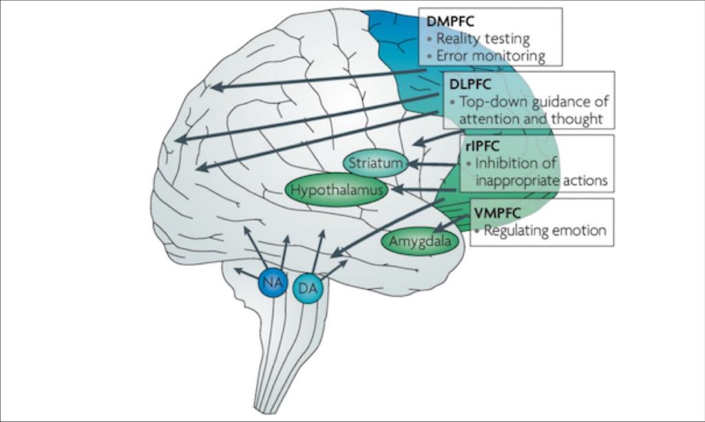 Impact van stress Geen stress: Stress: prefrontale cortex heeft