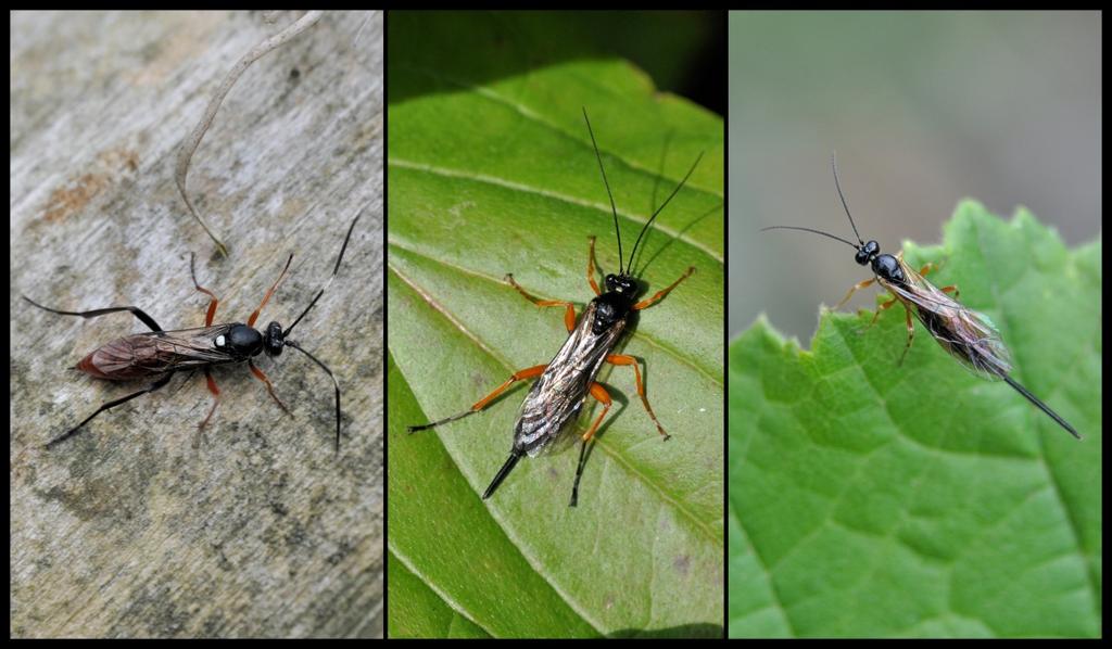 Dit zijn zeer waarschijnlijk drie gewone sluipwespen. Er zijn nog ongeveer 22.000 andere soorten gewone sluipwespen. Ze hebben allemaal een zeer dunne 'wespentaille'.