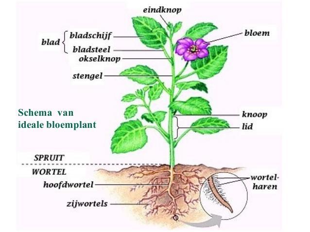 2. Bouw van planten