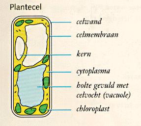 2. Bouw van planten en hoe