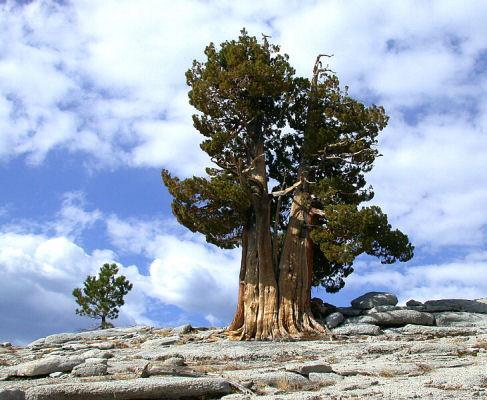 Eeuwig leven Pinus longaeva, ca 5000 jaar, White