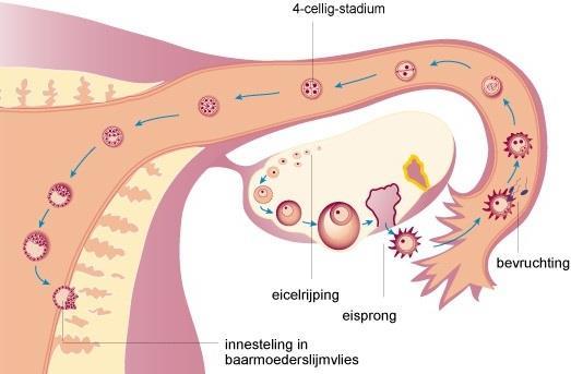 Het bevruchte eitje moet zich kunnen