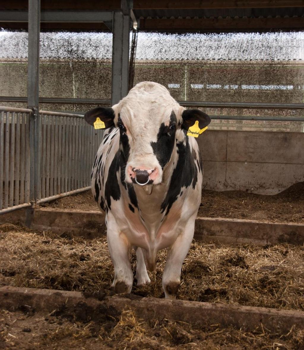 Fokkerij en Selectie Voor probleemloos melken en levensduur Als melkveehouder wilt u de juiste balans vinden tussen vorm en functie van hun koeien.