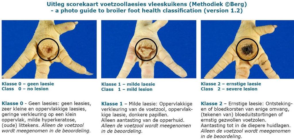 Van hakdermatitis naar voetzoollaesies FPD (Foot Pad Dermatitis score) = (0 * klasse 0) + (0,5 *