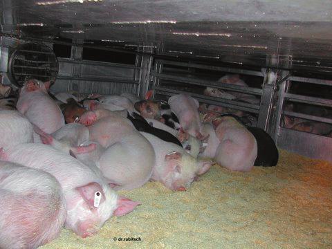 Ras, grootte en fysieke conditie van de varkens kunnen een vergroting van deze vereiste minimumgrondoppervlakte noodzakelijk maken; deze kan ook met maximaal 20 % worden vergroot in verband met de
