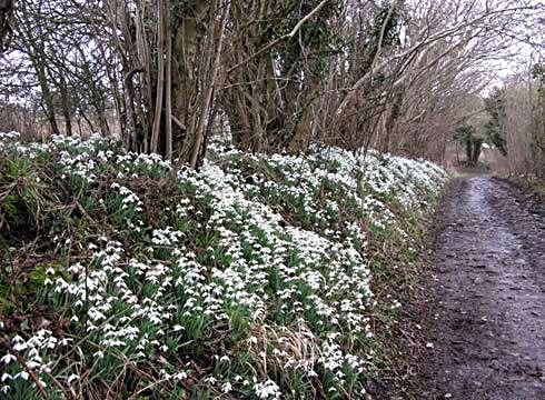 Galanthus nivalis Door