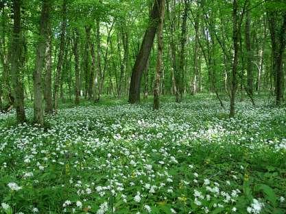 Allium ursinum Bol