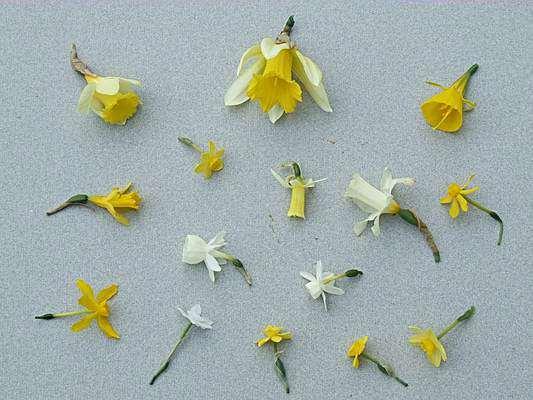Narcissus hybriden De kelkbladeren De
