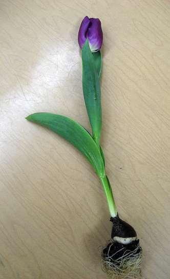 Tulipa hybriden