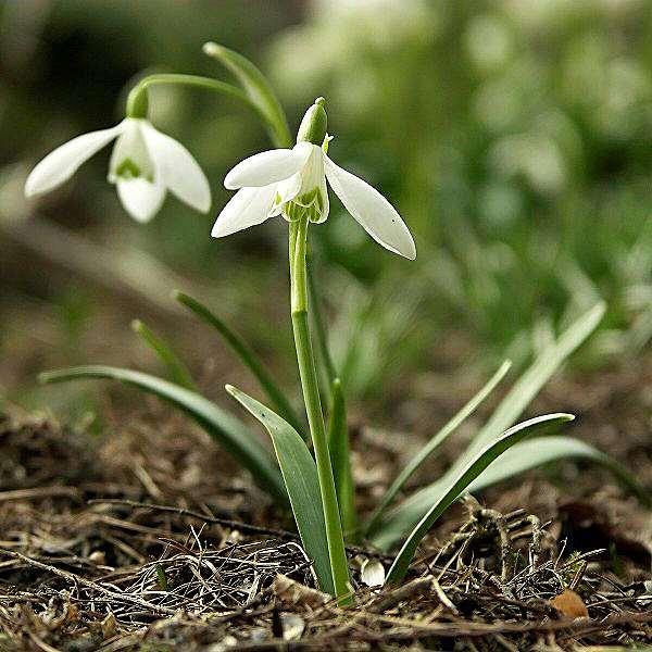 Galanthus nivalis Drie