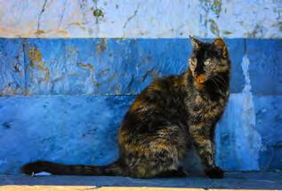 Daarentegen, straatkatten of buurtkatten zijn er zowat overal ter wereld. Er bestaat een breed spectrum aan hoe nauw mensen en katten samenleven.