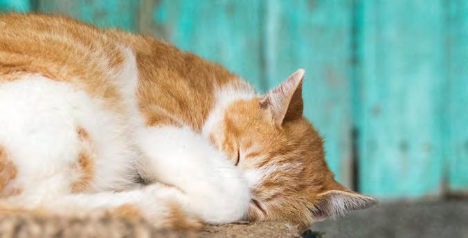 Verantwoordelijkheid van eigenaars van huiskatten Kiezen voor een kat die geen gezondheids- of welzijnsproblemen zal hebben die te wijten zijn aan haar genetische afkomst, uiterlijke kenmerken en/of