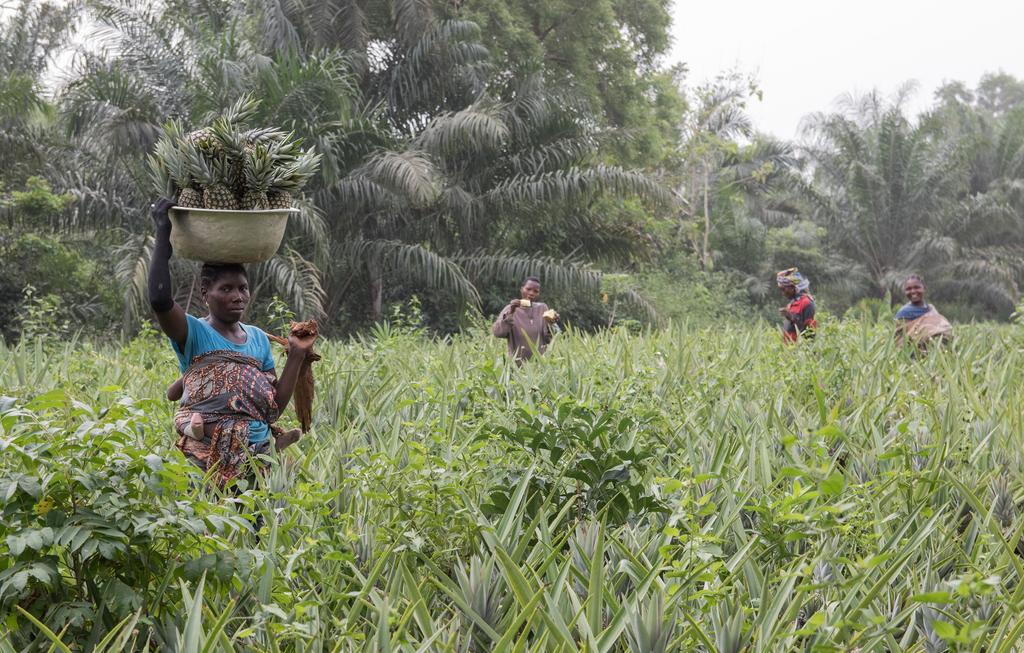 RéPAB (Benin) Met 1600 leden verenigt RéPAB (Réseau des Producteurs d Ananas du Bénin) ongeveer een vijfde van de ananastelers in het land.