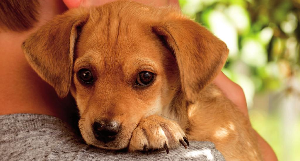 Benauwdheid Je hond heeft het benauwd. Zijn ademhaling is snel en oppervlakkig. Dit kan verschillende oorzaken hebben zoals stress, pijn, honger of misschien omdat hij moet plassen.