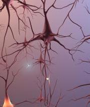 In de hersenen van patiënten met Alzheimer vind je twee typen eiwitklonteringen, de plaques en tangles. Hier ziet u in het linker plaatje een zenuwcel zoals ze eruitzien bij gezonde personen.