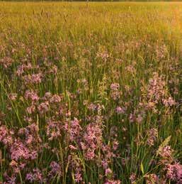 Met wetlands als troefkaart wil het Sigmaplan de natuur in de Durmevallei versterken en de waterhuishouding rond de rivier verbeteren. Potpolder IV vormt samen met Hof Ten Rijen een verwevingsgebied.