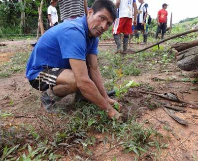 Acopagro in de buurt van San Martin in het Peruaanse Amazonegebied, dit jaar verder te zetten. Dit project bestaat erin om op de cacaoplantages van de landbouwers inheemse boomsoorten aan te planten.