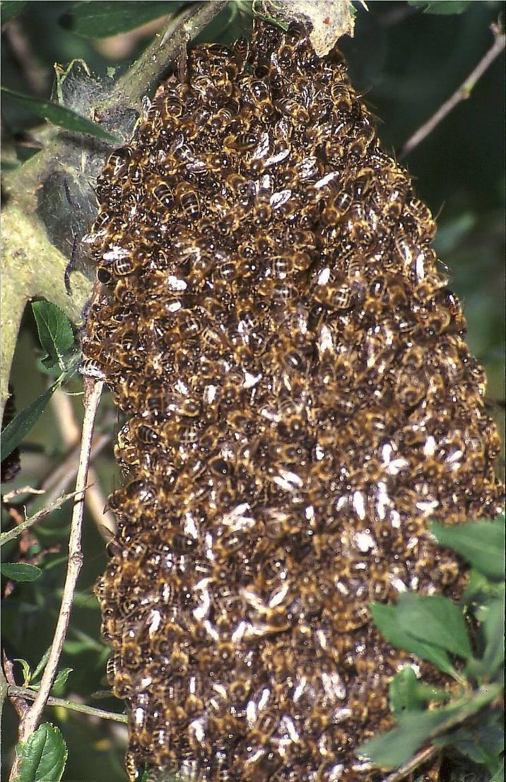 Mijn bijen zwermen. Help!