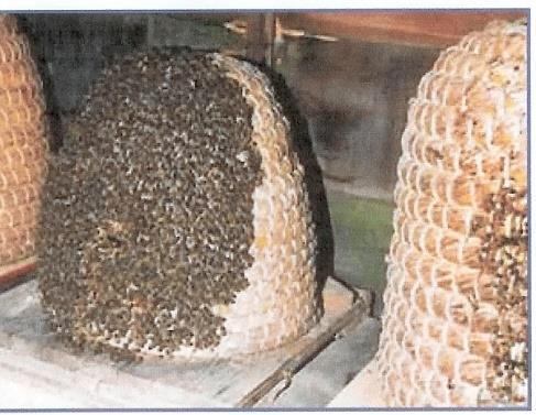 Wat stimuleert de zwermdrift? Zwermen is natuurlijk Gebrek aan ruimte baardvorming. Een overmaat aan jonge bijen.