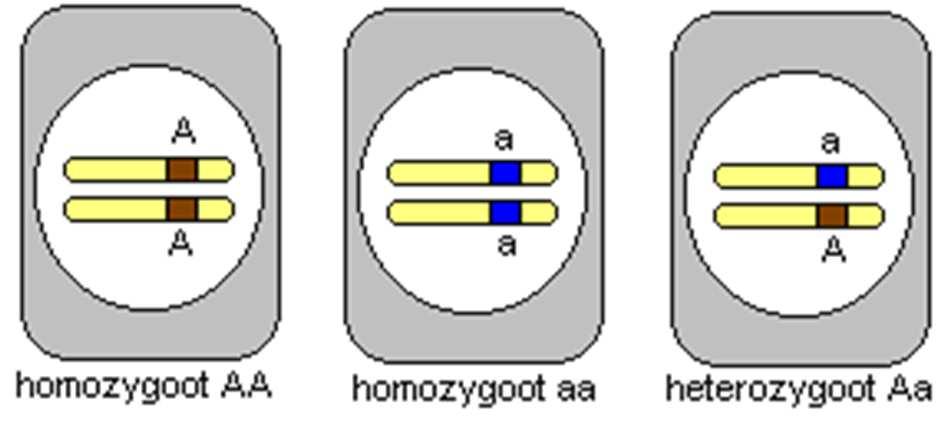 Allelen Fenotypes PM = poor metabolizer Homozygoot voor niet-functionele allelen IM = intermediate metabolizer Drager van functioneel en niet-functioneel