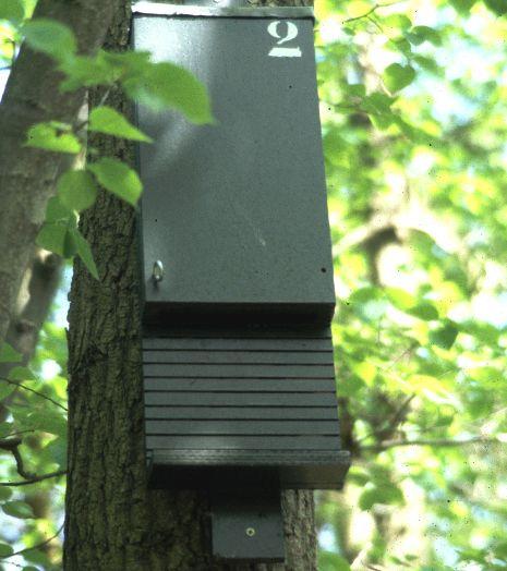 De bomen zijn nog te jong om vleermuizen te kunnen herbergen. Het gebrek aan holten kan worden gecompenseerd door nestkasten voor vleermuizen op te hangen.