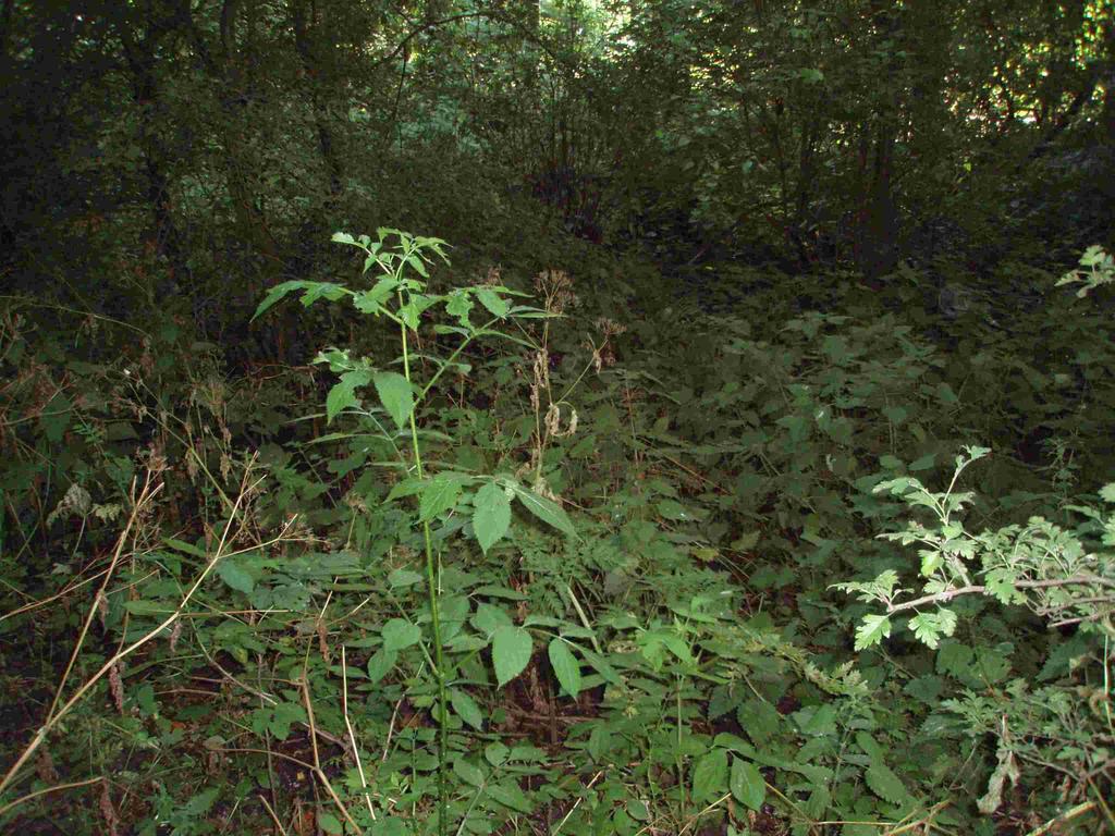 Figuur 4: Dichte ondergroei in bossen op voedselrijke grond, Delftse Hout Figuur 5: In het voorjaar is de bladval