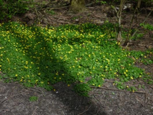 De soorten van de kruidlaag in het bos zijn voor het merendeel al te vinden in de zomen en langs de paden.