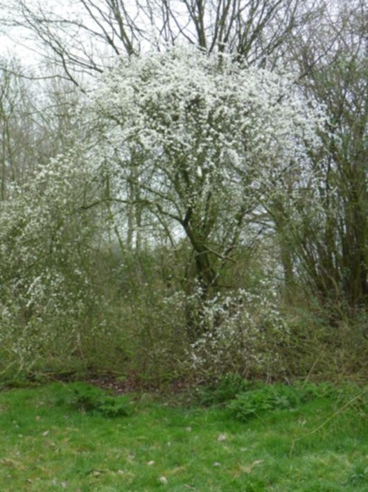 2.4 Voorjaarsaspect: Bomen en struiken Naast de sitnzeflora trekken in het voorjaar een aantal witbloeiende struiken en bomen de aandacht.