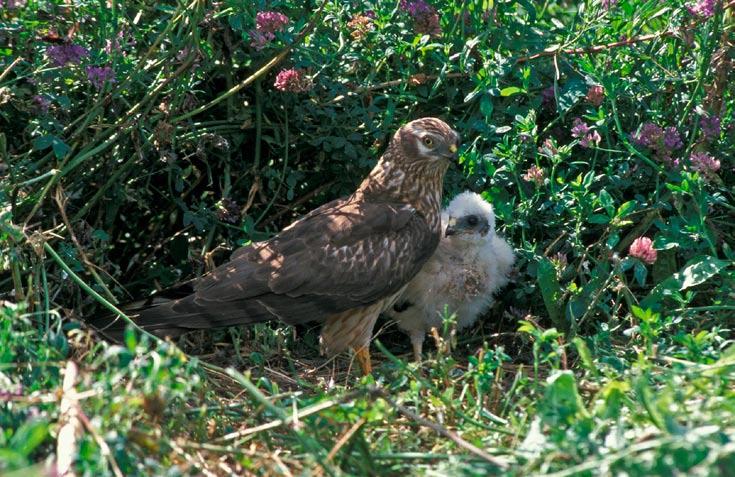 Diverse soorten zoals de grauwe kiekendief, hebben grote leefgebieden nodig om duurzaam te kunnen voortbestaan.