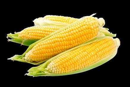 De experts van Natural zijn ervan overtuigd dat de Franse cribs-maïs heel wat voordelen biedt: De maïs wordt ter plaatse geselecteerd en enkel de beste partijen zijn goed genoeg.
