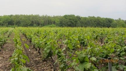 druivelaars in wijnproductie 2014