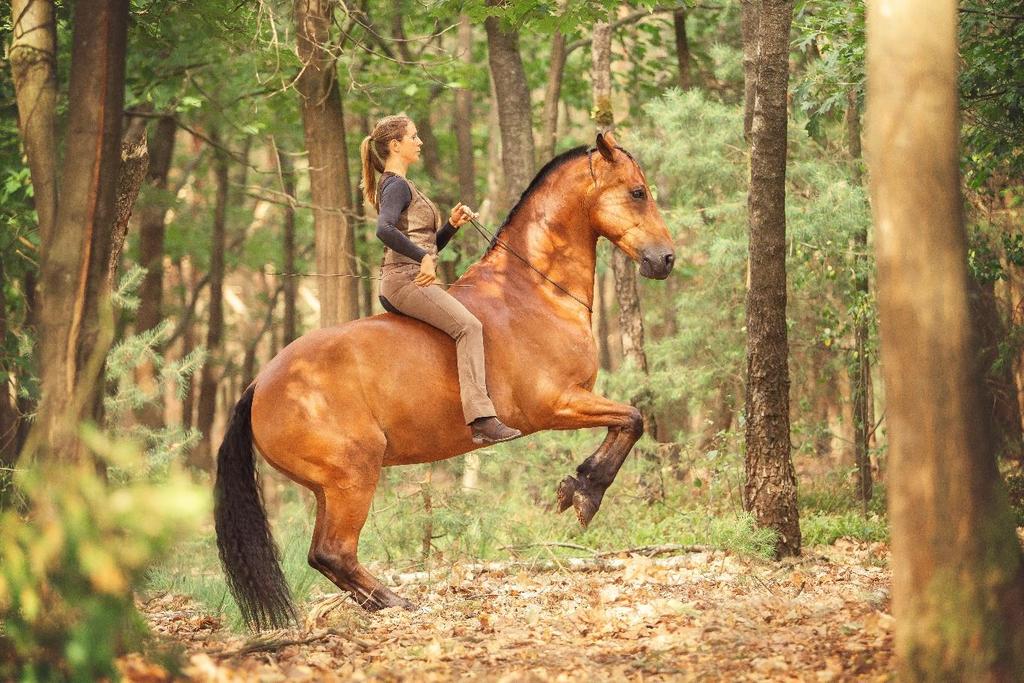 Opbouw Guasha Therapie LESGEVEN EN LEREN 6 OPBOUW De opleiding guasha-therapie geeft veel aandacht aan het welzijn en gezondheid van mens en paard.