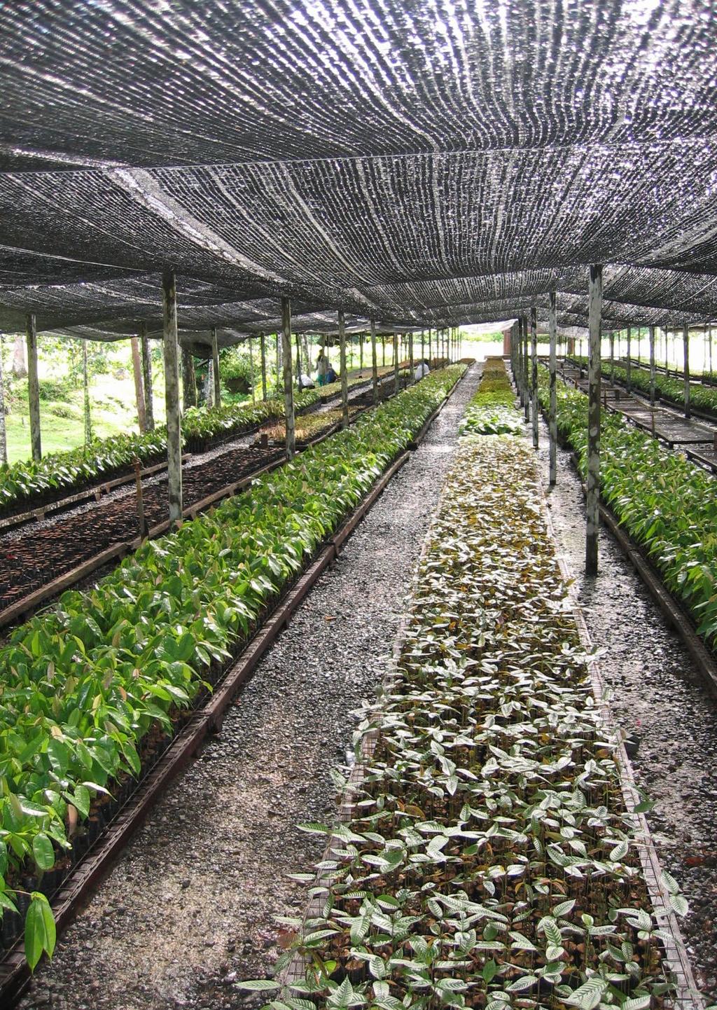 Het project stimuleert op een slimme manier de natuurlijke regeneratie, waardoor binnen vijftig jaar alweer reuzenbomen te bewonderen zijn in het tropisch regenwoud.
