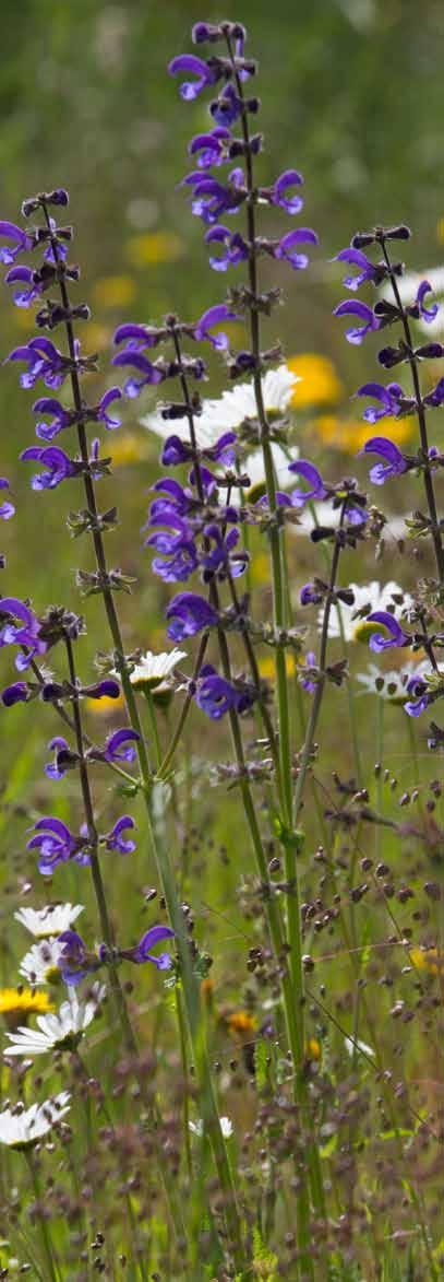 INHOUD voorwoord 2 HOOFDSTUK 1 Cruydt-Hoeck 4 HOOFDSTUK 2 TOEPASSINGSMOGELIJKHEDEN 11 HOOFDSTUK 3 EEN BLOEMENWEIDE VOORBEREIDEN 14 HOOFDSTUK 4 BLOEMENWEIDEMENGSELS 23 AKKERBLOEMENMENGSELS 26 RUDERALE