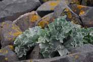 O B Cirsium acaule Aarddistel Paars 18 7-9 m 9 400 z, v as G Cirsium dissectum Spaanse ruiter Paars 35 6-7 m 9 421 z, n as, mvr G D H Cirsium eriophorum Wollige distel Roodviolet, Paars 118 7-8 m 9