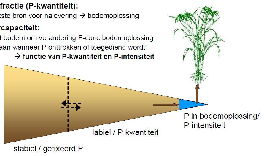Fosforbeschikbaarheid voor de plant Hoe het plantbeschikbare P-gehalte bepalen?