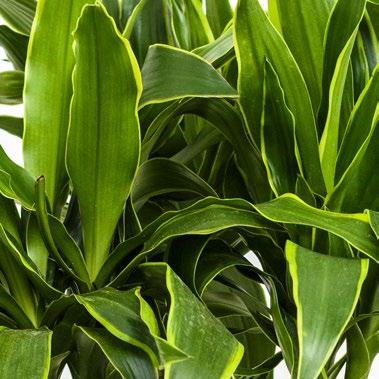 Runner De Luxe Dracaena