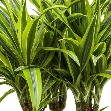 Runner De Luxe Dracaena