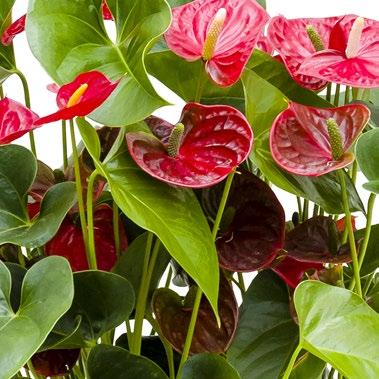 Anthurium sierra 125.