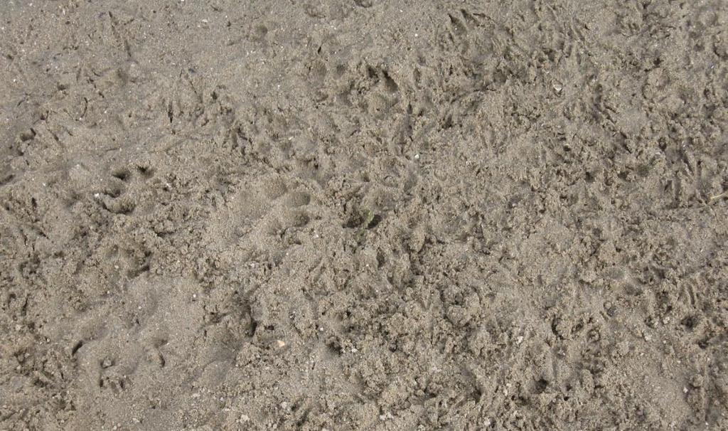 Afbeelding 11 Sporen van honden en vogels op het strand 4.3 OVERIGE VERONTREINIGING Een andere bron van vervuiling kan zwerfafval van bezoekers zijn.