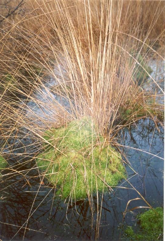 KENMERKEN VEENMOS Soortgroep Hoofd-biotoop Uiterlijke kenmerken Mossen (Bryophyta) Natte gebieden (laagveen en hoogveen)